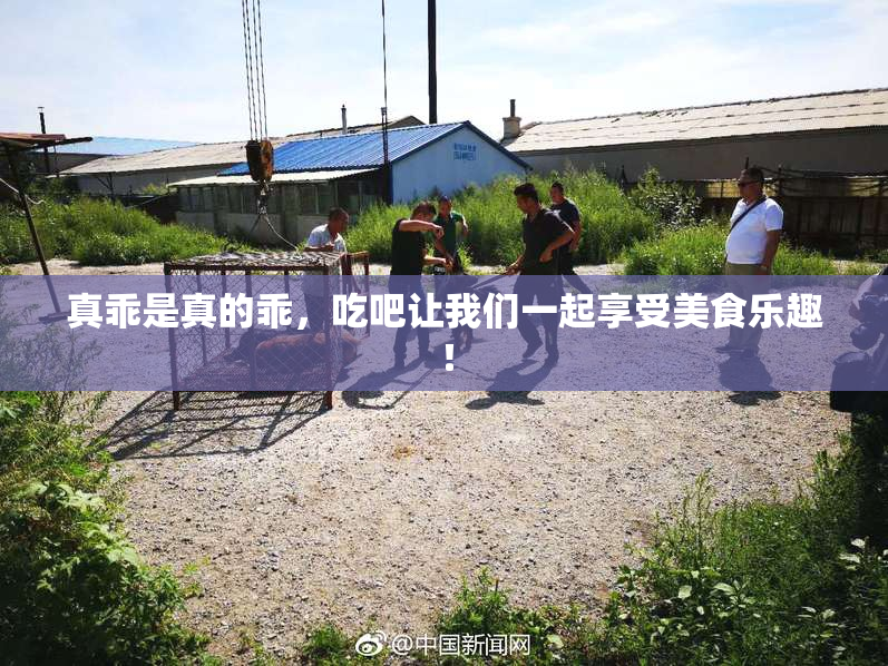 真乖是真的乖，吃吧让我们一起享受美食乐趣！