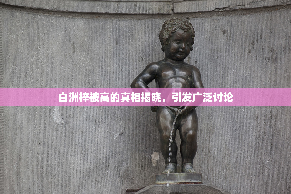 白洲梓被高的真相揭晓，引发广泛讨论