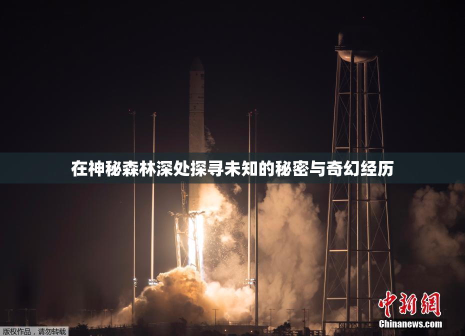 在神秘森林深处探寻未知的秘密与奇幻经历