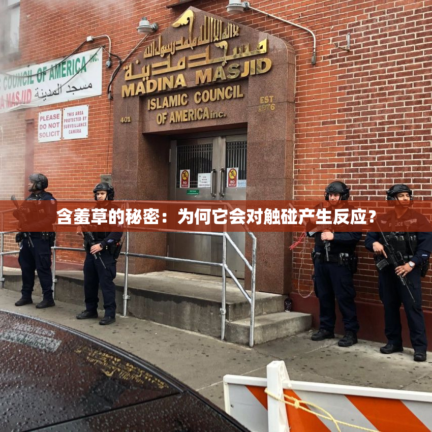 含羞草的秘密：为何它会对触碰产生反应？