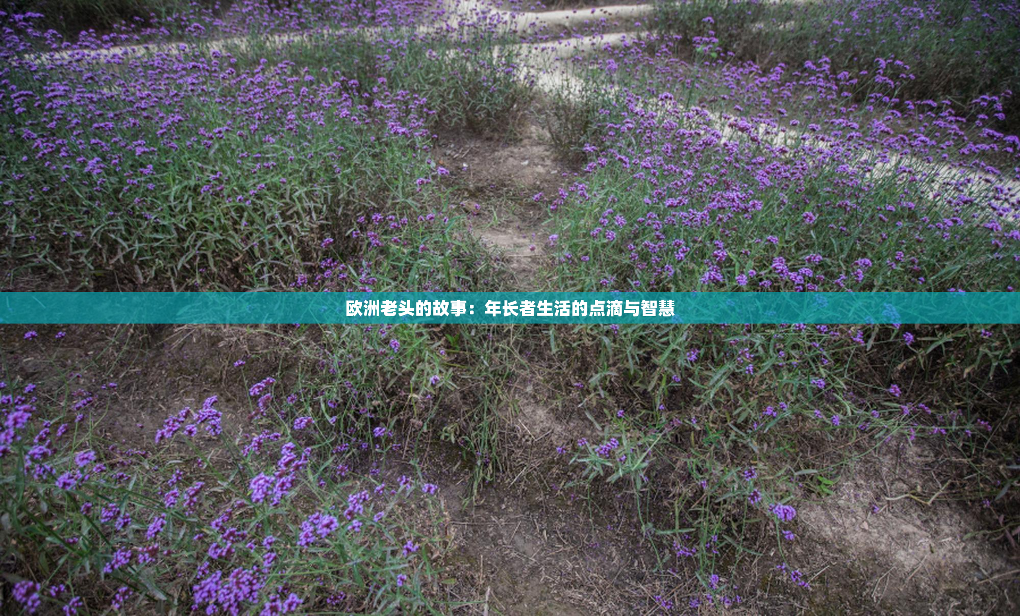 欧洲老头的故事：年长者生活的点滴与智慧