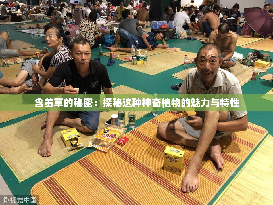 含羞草的秘密：探秘这种神奇植物的魅力与特性