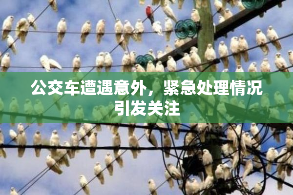 公交车遭遇意外，紧急处理情况引发关注