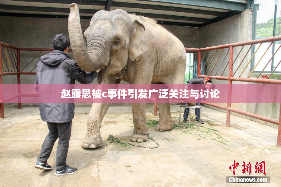 赵露思被c事件引发广泛关注与讨论