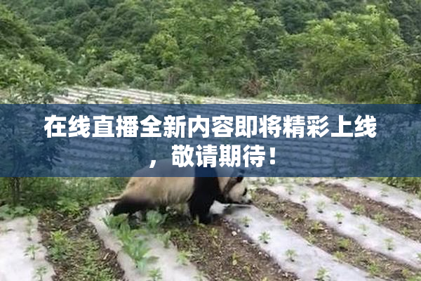 在线直播全新内容即将精彩上线，敬请期待！