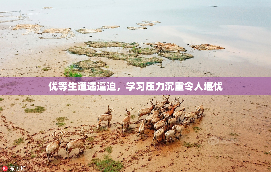 优等生遭遇逼迫，学习压力沉重令人堪忧