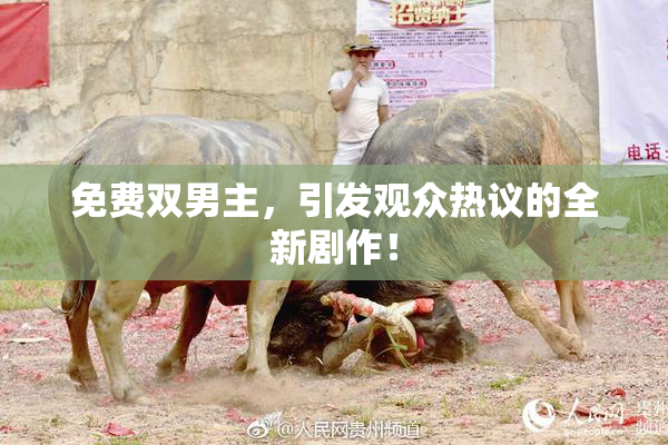 免费双男主，引发观众热议的全新剧作！