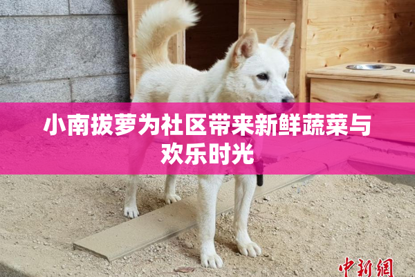 小南拔萝为社区带来新鲜蔬菜与欢乐时光