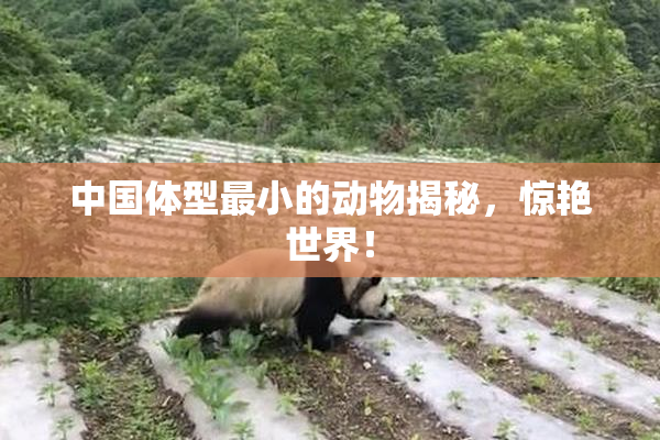 中国体型最小的动物揭秘，惊艳世界！