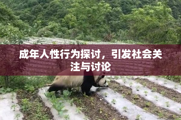 成年人性行为探讨，引发社会关注与讨论