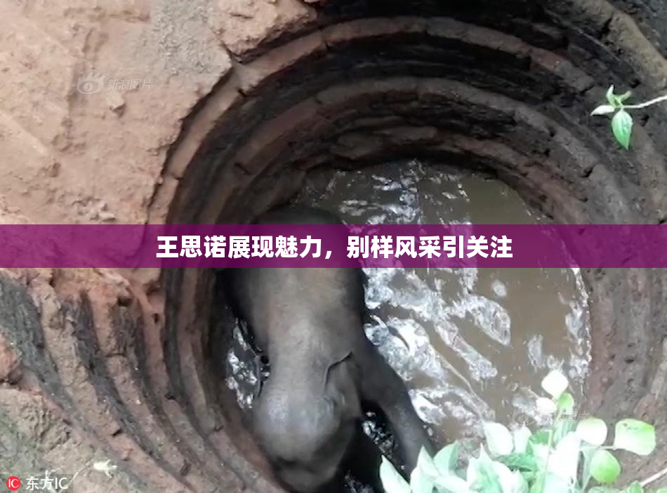 王思诺展现魅力，别样风采引关注