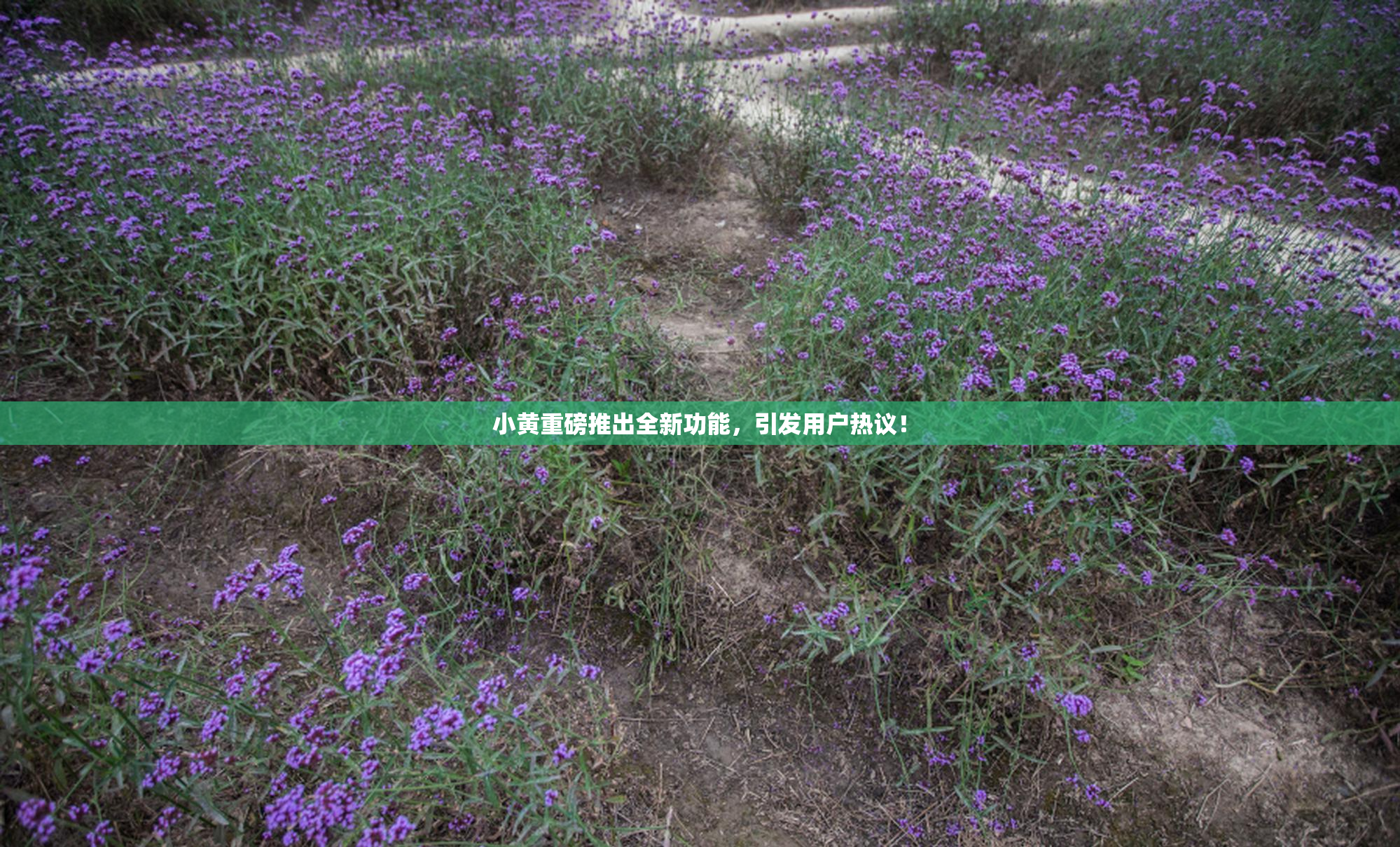小黄重磅推出全新功能，引发用户热议！