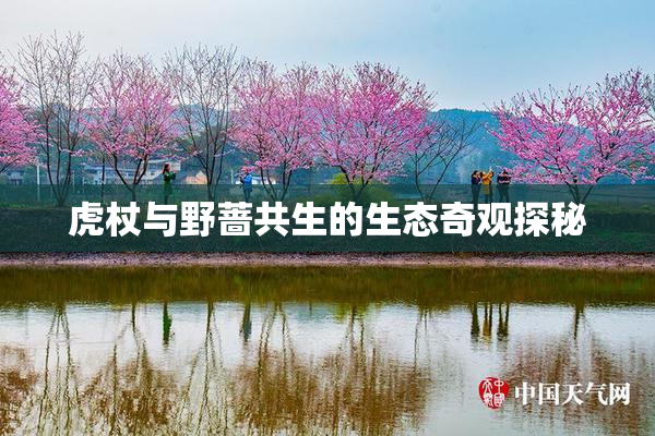 虎杖与野蔷共生的生态奇观探秘