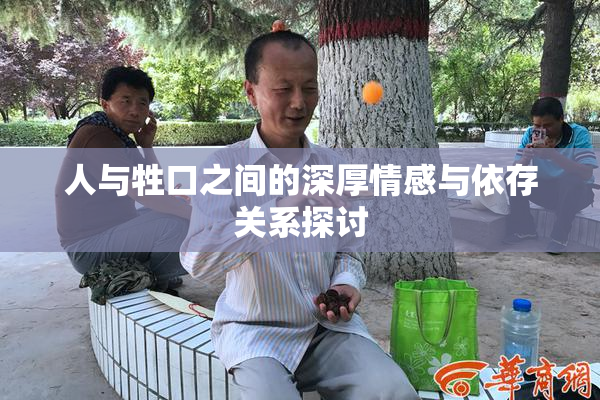 人与牲口之间的深厚情感与依存关系探讨