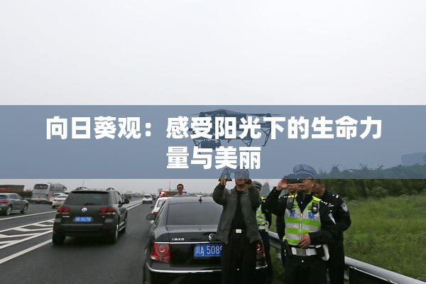 向日葵观：感受阳光下的生命力量与美丽