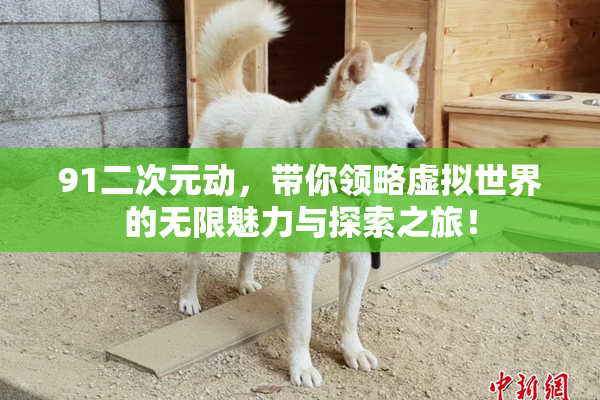 91二次元动，带你领略虚拟世界的无限魅力与探索之旅！