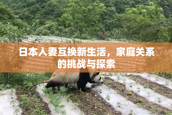 日本人妻互换新生活，家庭关系的挑战与探索