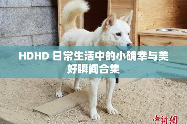 HDHD 日常生活中的小确幸与美好瞬间合集