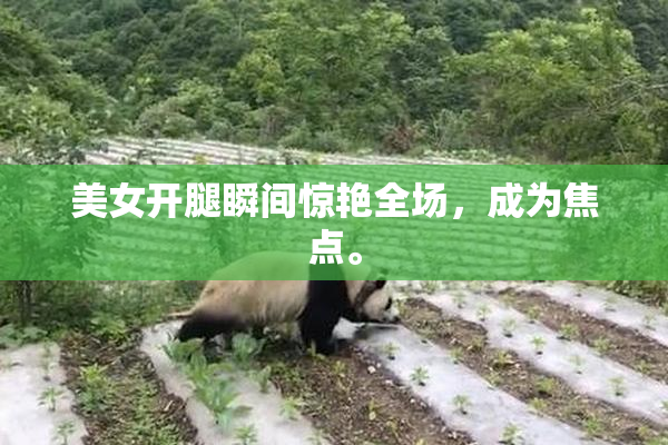 美女开腿瞬间惊艳全场，成为焦点。