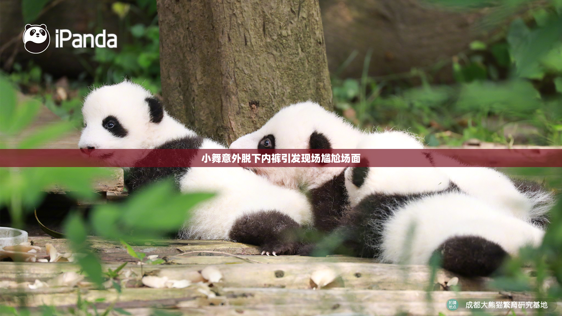 小舞意外脱下内裤引发现场尴尬场面