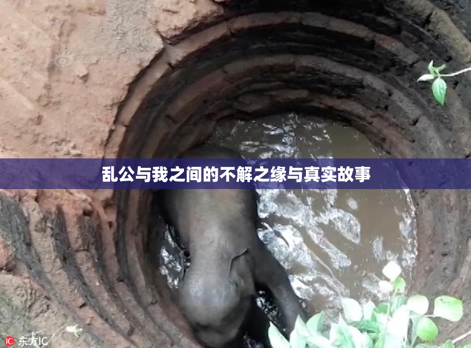 乱公与我之间的不解之缘与真实故事