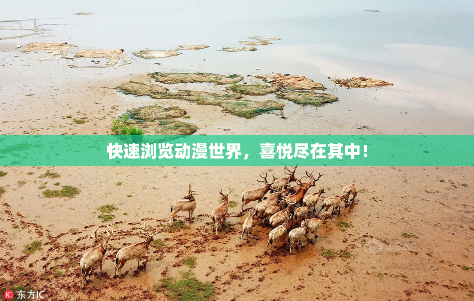快速浏览动漫世界，喜悦尽在其中！
