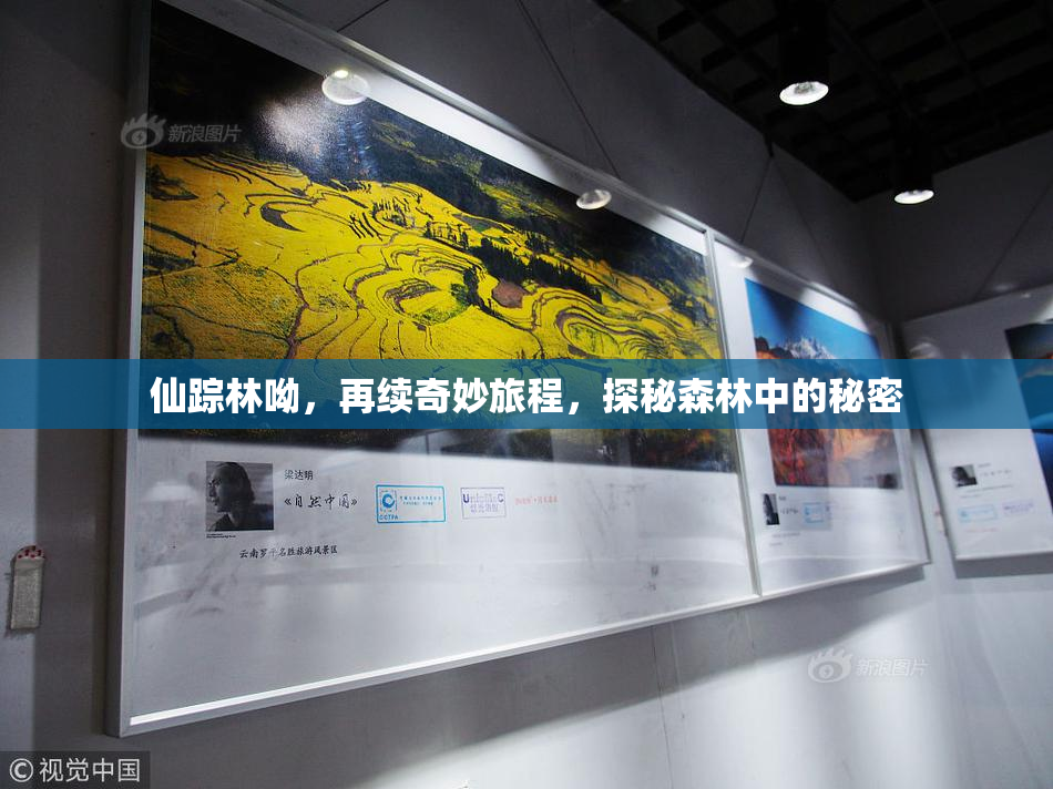 仙踪林呦，再续奇妙旅程，探秘森林中的秘密