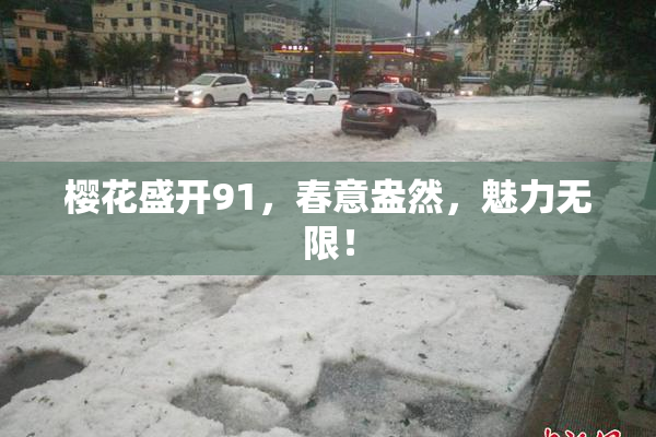 樱花盛开91，春意盎然，魅力无限！