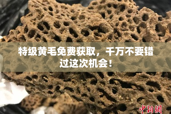 特级黄毛免费获取，千万不要错过这次机会！