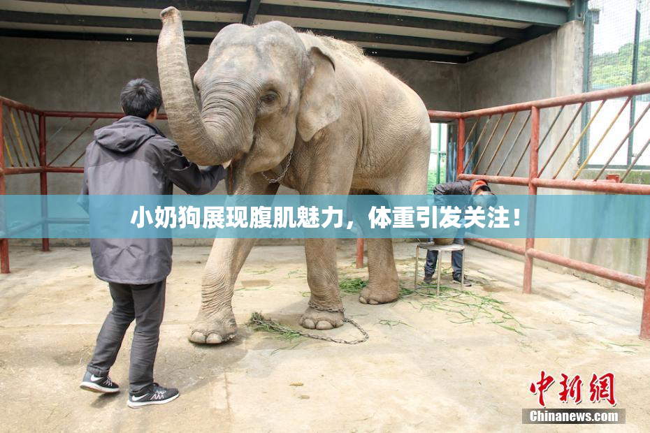 小奶狗展现腹肌魅力，体重引发关注！