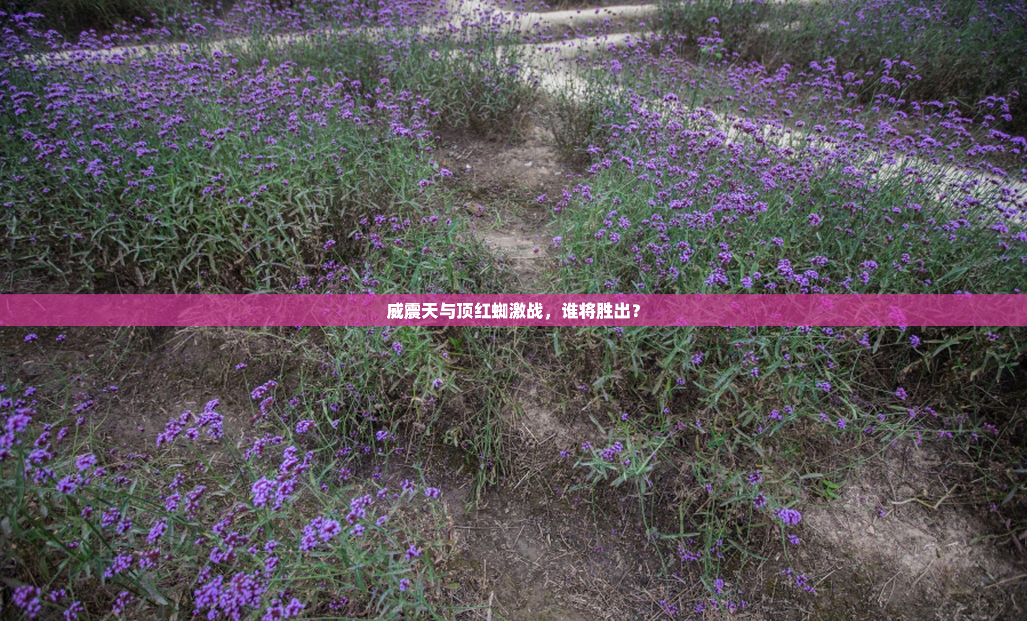 威震天与顶红蜘激战，谁将胜出？