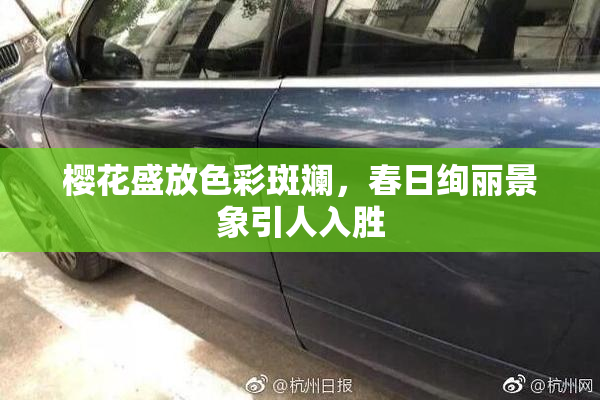 樱花盛放色彩斑斓，春日绚丽景象引人入胜
