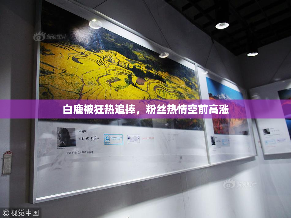白鹿被狂热追捧，粉丝热情空前高涨