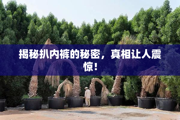 揭秘扒内裤的秘密，真相让人震惊！