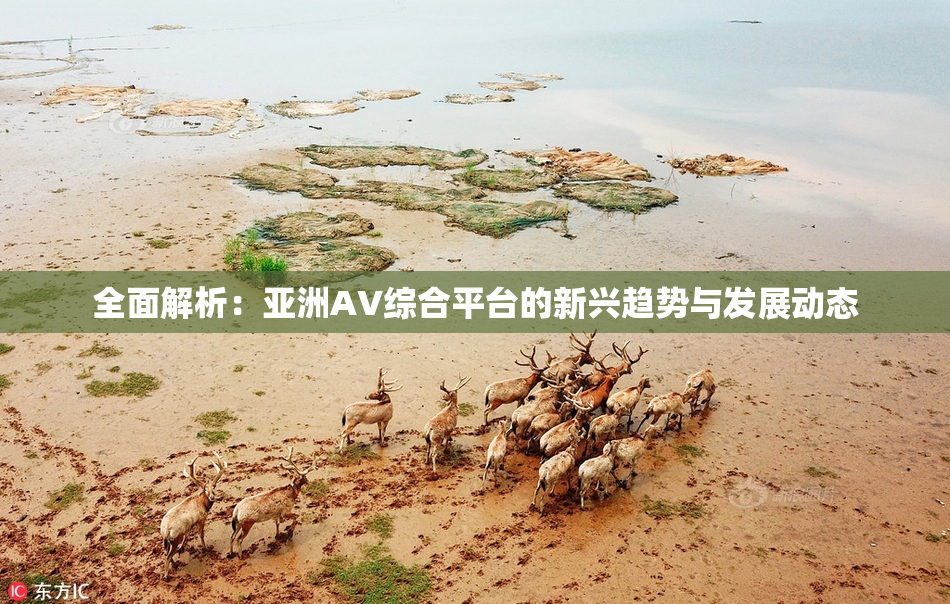 全面解析：亚洲AV综合平台的新兴趋势与发展动态