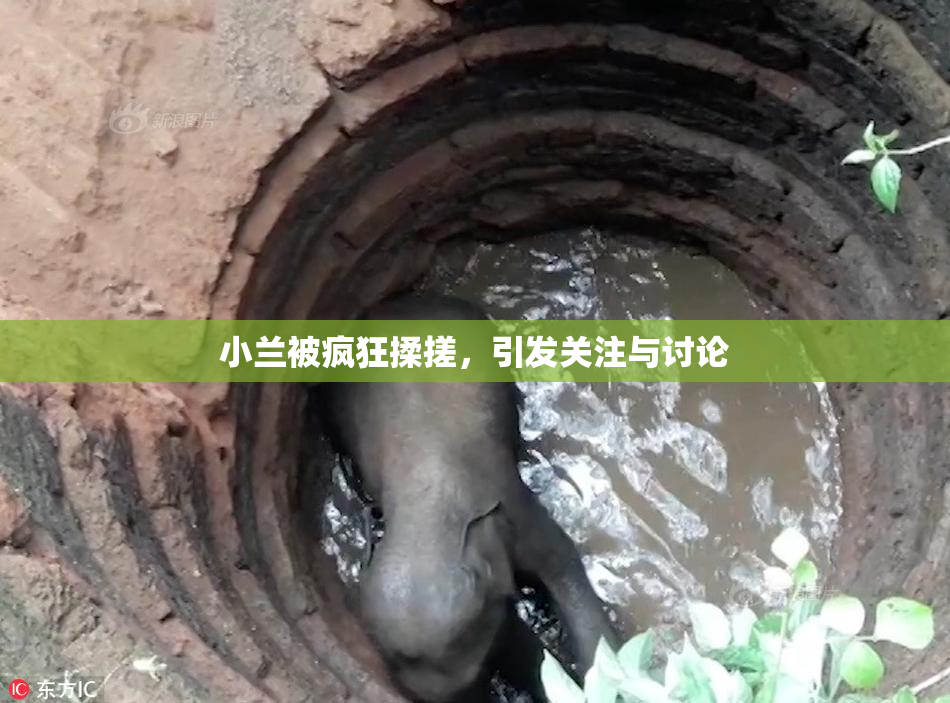 小兰被疯狂揉搓，引发关注与讨论
