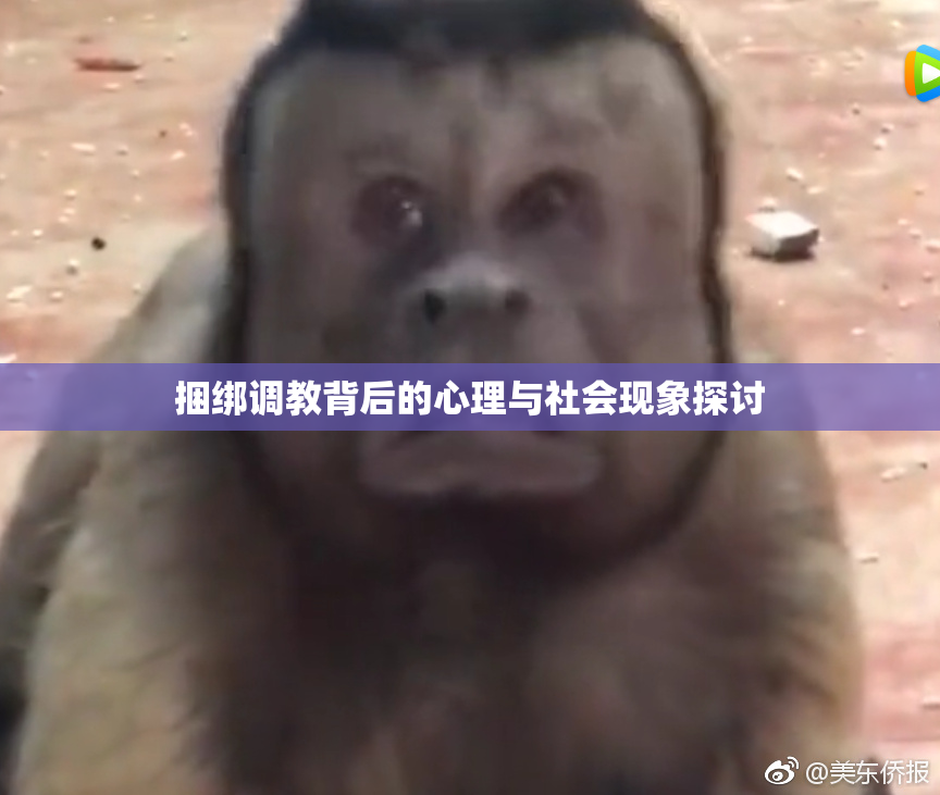 捆绑调教背后的心理与社会现象探讨