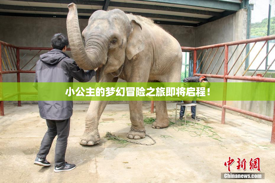小公主的梦幻冒险之旅即将启程！