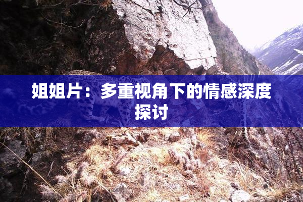 姐姐片：多重视角下的情感深度探讨