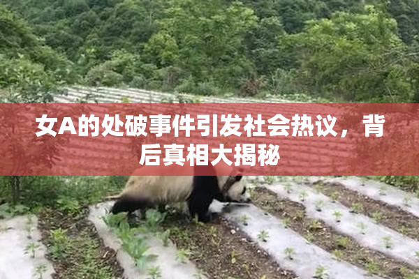 女A的处破事件引发社会热议，背后真相大揭秘