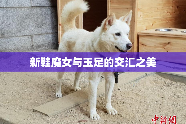 新鞋魔女与玉足的交汇之美