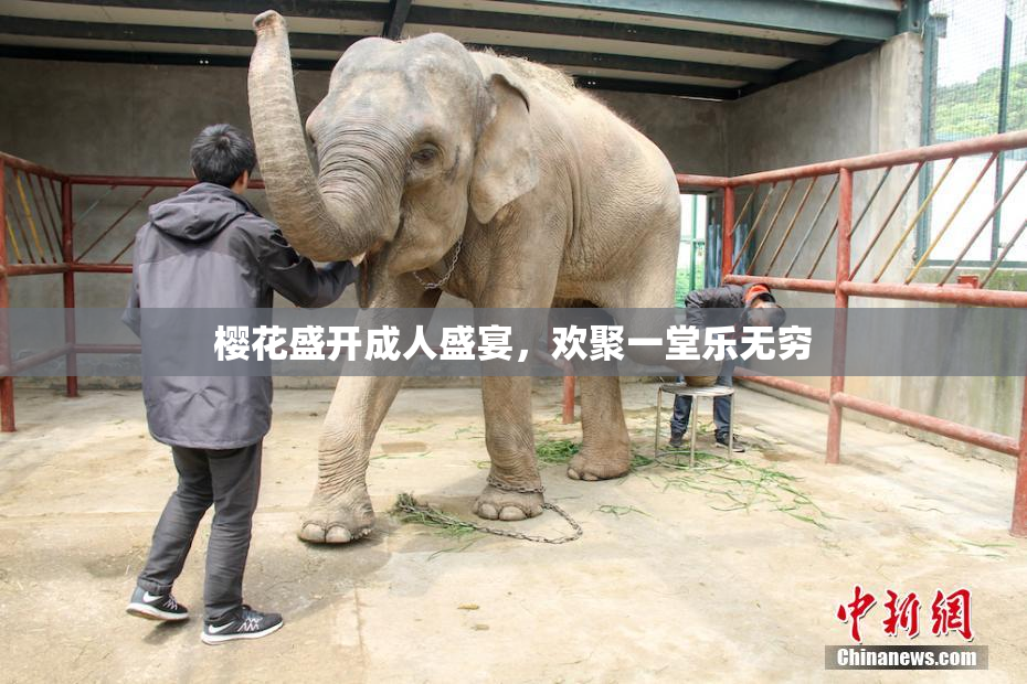 樱花盛开成人盛宴，欢聚一堂乐无穷