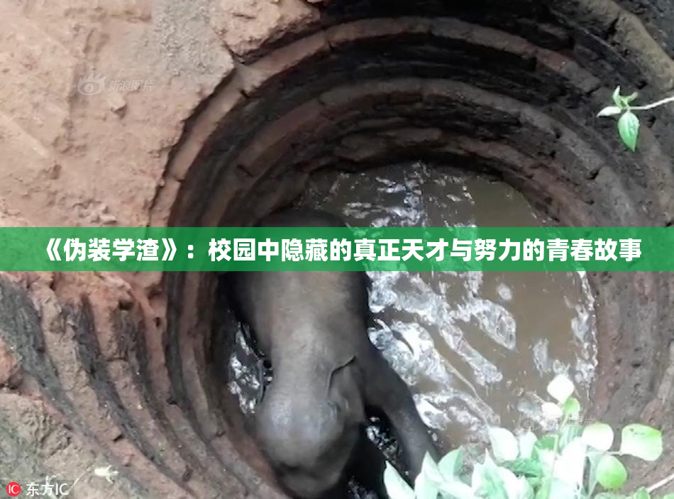 《伪装学渣》：校园中隐藏的真正天才与努力的青春故事