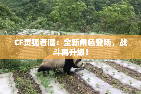CF灵狐者僵：全新角色登场，战斗再升级！