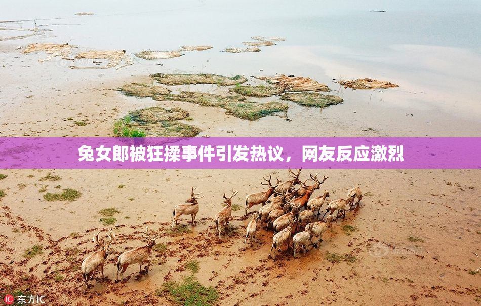 兔女郎被狂揉事件引发热议，网友反应激烈