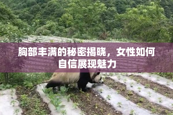 胸部丰满的秘密揭晓，女性如何自信展现魅力