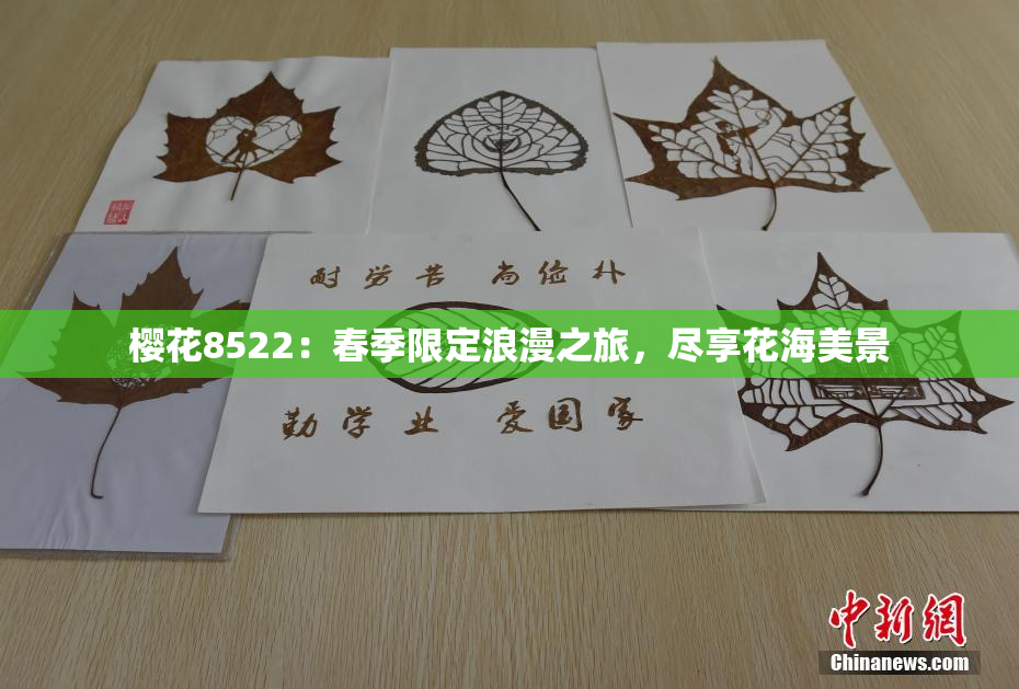 樱花8522：春季限定浪漫之旅，尽享花海美景