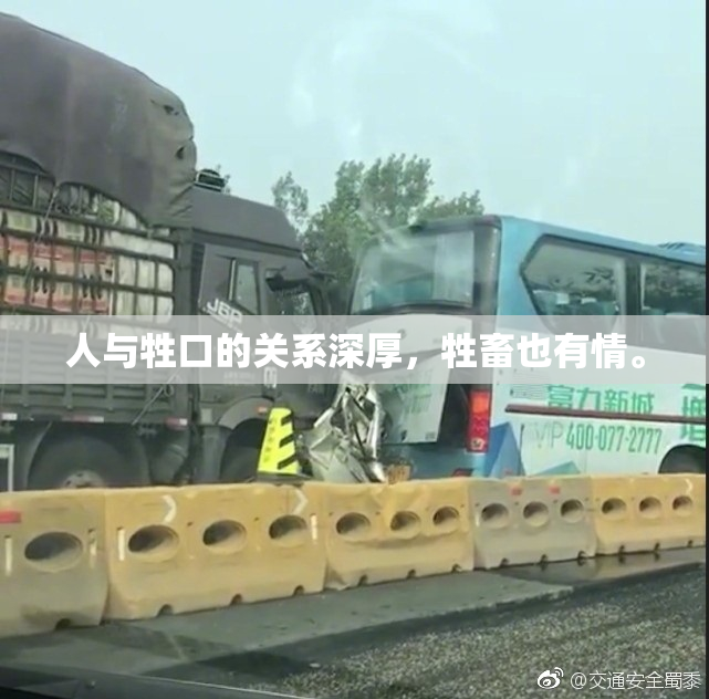 人与牲口的关系深厚，牲畜也有情。