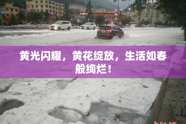 黄光闪耀，黄花绽放，生活如春般绚烂！