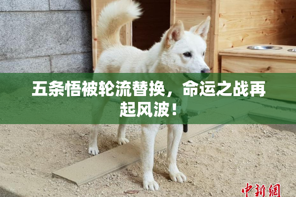 五条悟被轮流替换，命运之战再起风波！